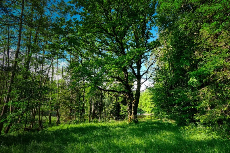 Fairytale Glades