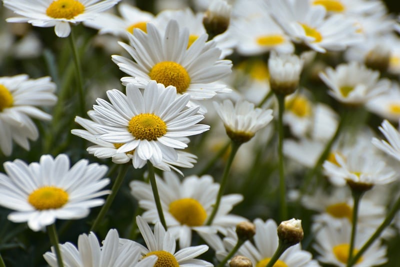 Flower Crown